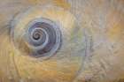 USA, Washington State, Seabeck. Moon snail shell close-up. Art Print
